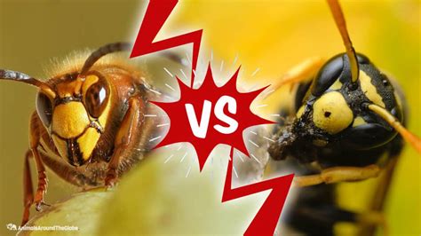 hornet vs grindr Parts 1: Grindr vs Scruff vs Hornet: a short review